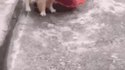 Un bon chien-chien lors d'une canicule