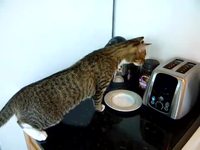 Chat vs toaster