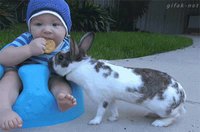 Bébé et lapin