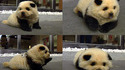 Chien ou panda ?