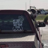 C'est pour mon chien