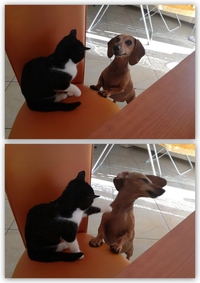 Comme chat et chien 32