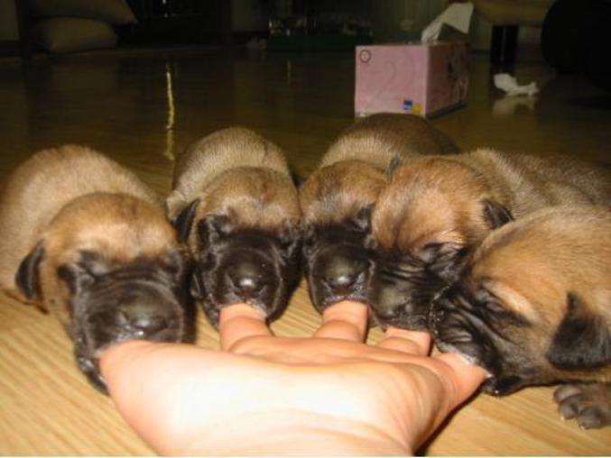 Une main est à la merci de 5 chiots enragés.