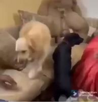 Ho mais quelle malchance 