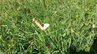 Un papillon ...