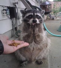 Des croquettes ?