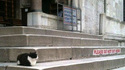 Chat rebelle