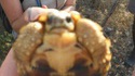 Autofocus