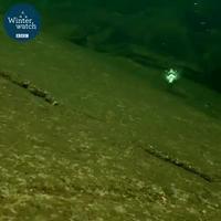 Je savais pas qu’un oiseau pouvait faire ça 