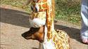 Chien-girafe