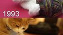 Les chats en 1993 et en 2013