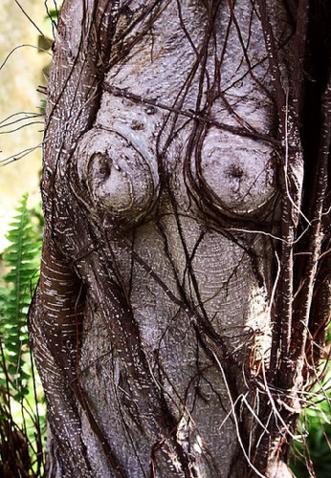 Un arbre sexy