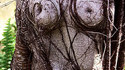 Arbre à seins
