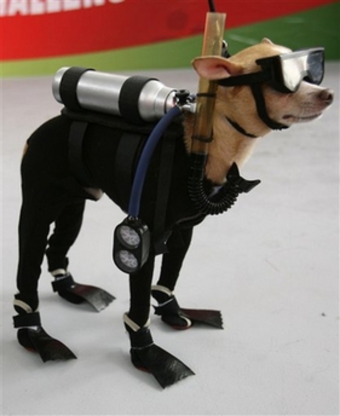 Un chien prêt pour la plongée.