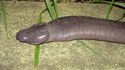 À la recherche des phallus perdus 150