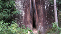 A la recherche des vagins perdus