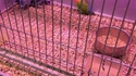 Comme une terreur en cage