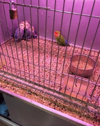Comme une terreur en cage
