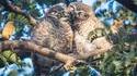L'amour chouette