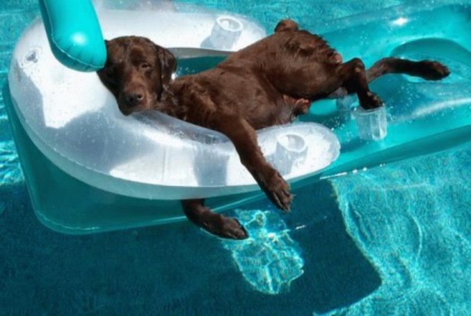 Un chien profite de la piscine tranquillement.