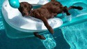 Chien cool