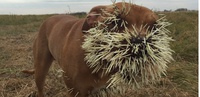 Un porc-épic peut tuer un chien