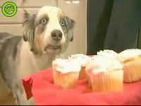 Chien hypnotisé