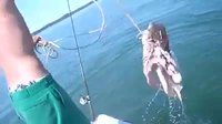 Les dents des dents de la mer