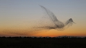 Murmuration imagée