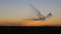 Murmuration imagée