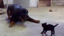 Chaton vs rottweiller