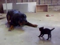 Chaton vs rottweiller