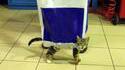 Nyan chaton
