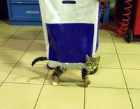 Nyan chaton