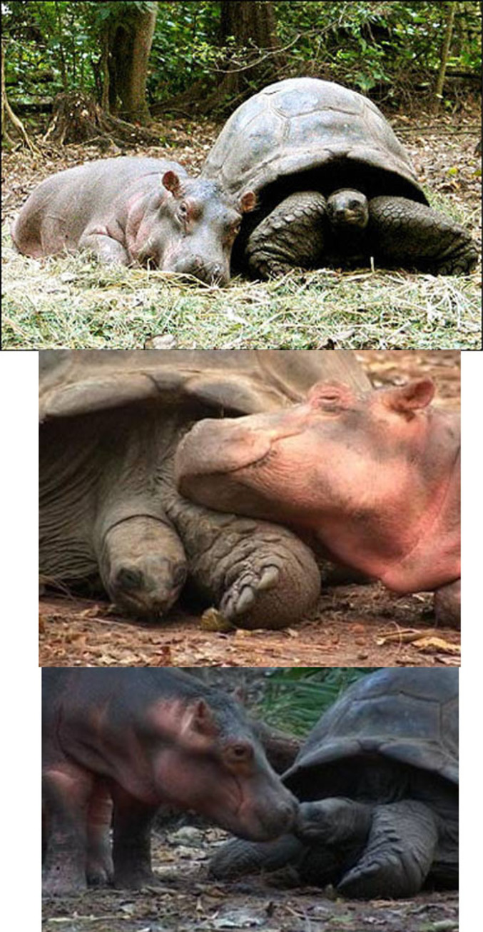 Une histoire d'amour entre une tortue et un hippopotame