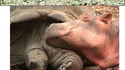 Hippo et tortue