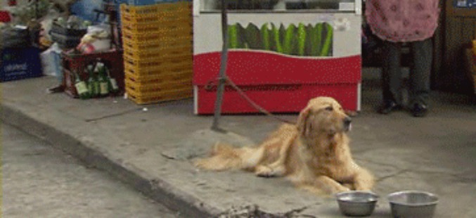 Le chien et la feuille