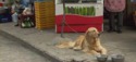 Le chien et la feuille