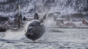 Do a baleine roll !