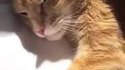 Une berceuse pour chats
