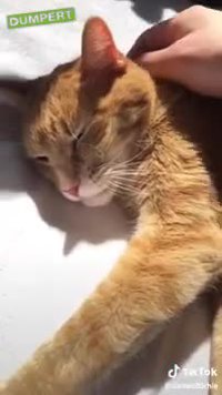 Une berceuse pour chats