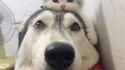 Duo complice