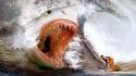 Requin pour surfer