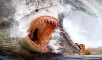 Requin pour surfer