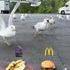 Mouette et choix donc ?