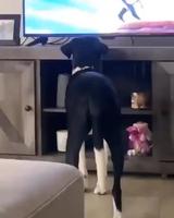 Ingonyama nengw' enamabala