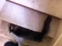 Le troll des escaliers