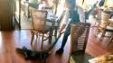 Restaurant australien