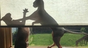 Combat de sphynx