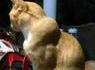 Est-ce que ton chat mord ?